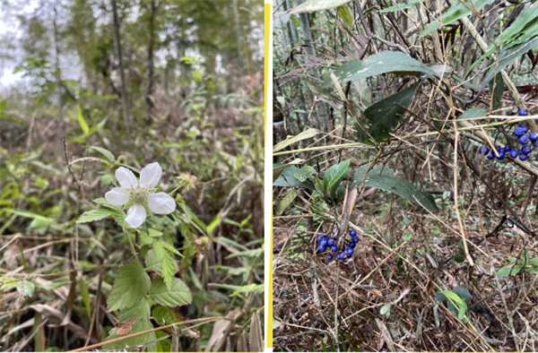 凝心聚力再出發(fā)，風雨同舟赴星溪！--廣東博皓2024龍年首登星溪之旅     -5