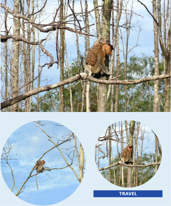 風雨兼程二十載，馬來之旅續(xù)新篇&mdash;&mdash;2024年博皓沙巴風情之旅     -4